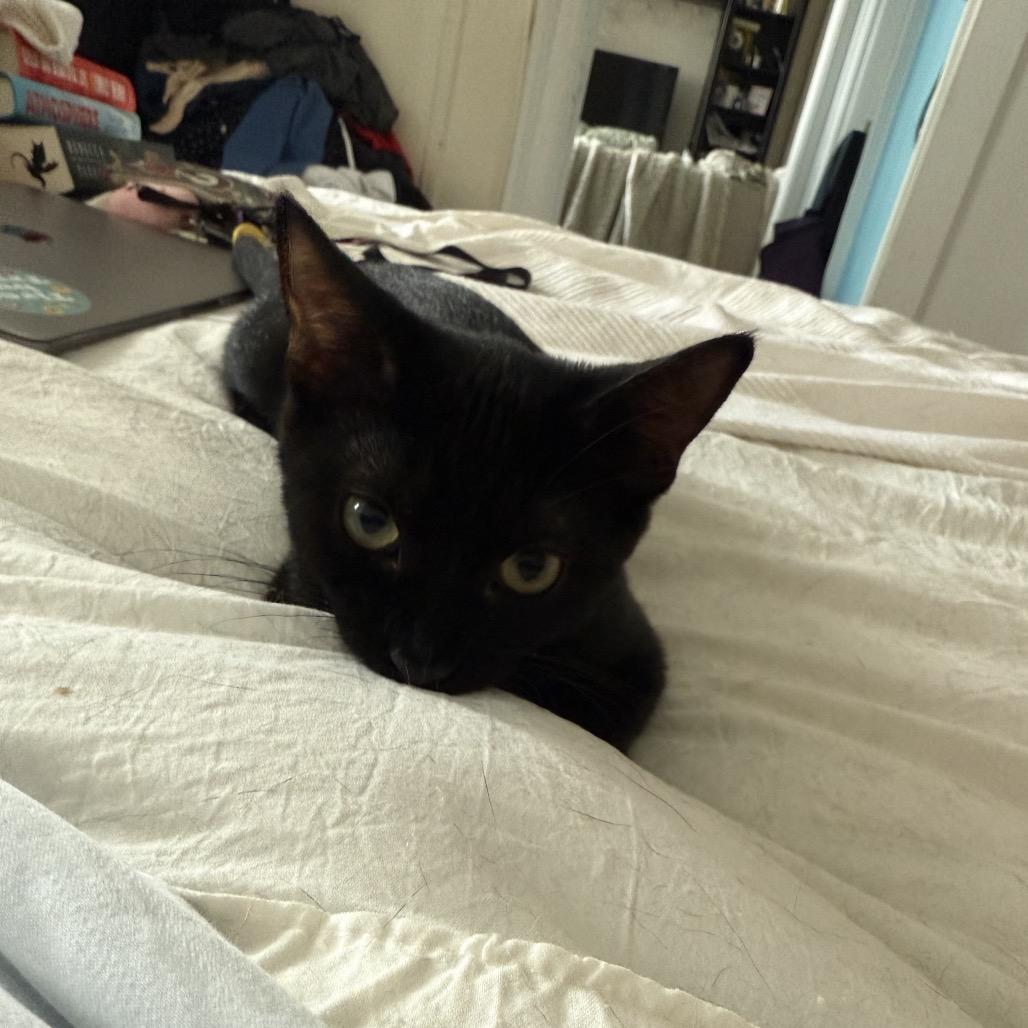 Enlarge Damita, a Adoptable Domestic Short Hair in Middle Village, NY image 2/6