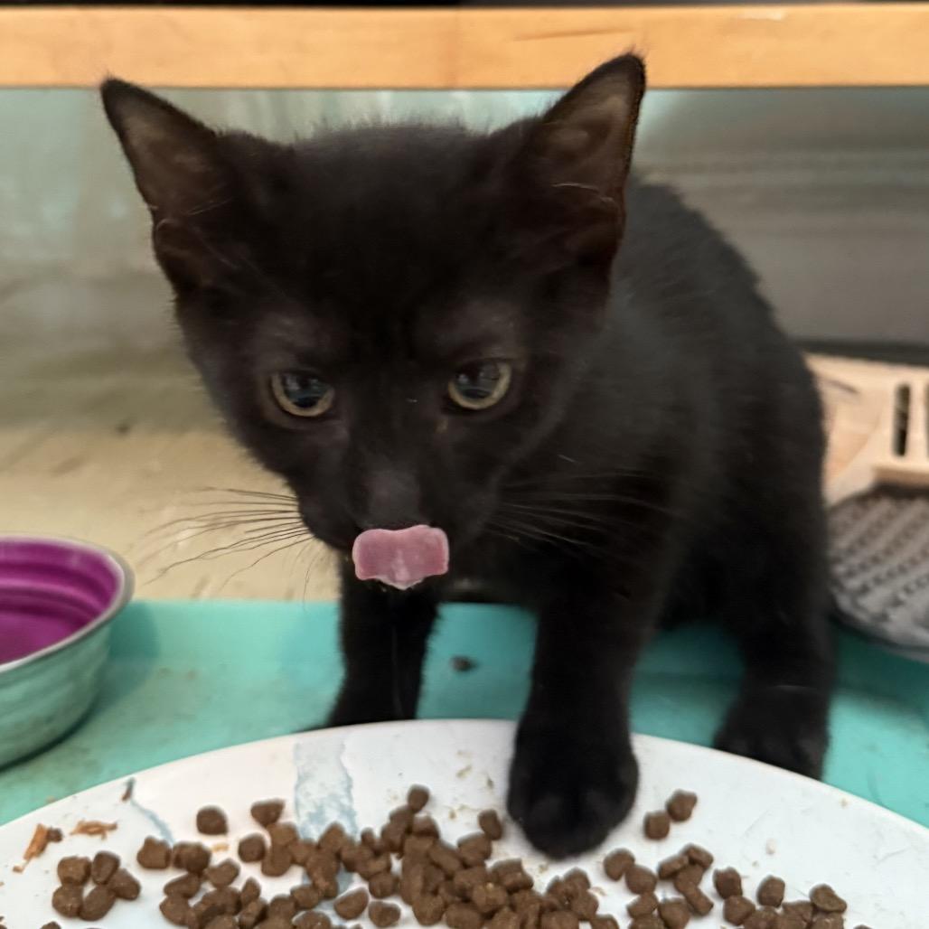 Enlarge Damita, a Adoptable Domestic Short Hair in Middle Village, NY image 3/6