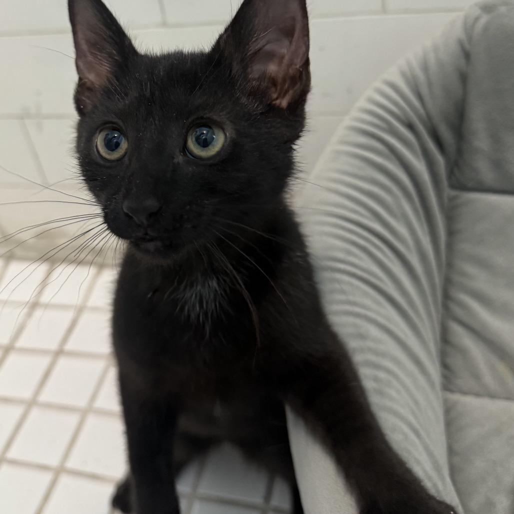 Enlarge Damita, a Adoptable Domestic Short Hair in Middle Village, NY image 4/6