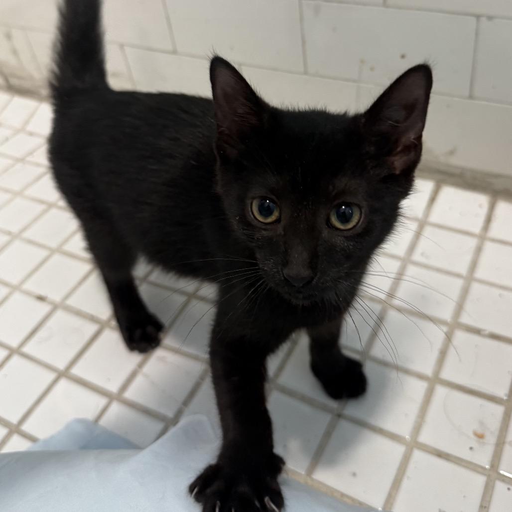 Enlarge Damita, a Adoptable Domestic Short Hair in Middle Village, NY image 5/6