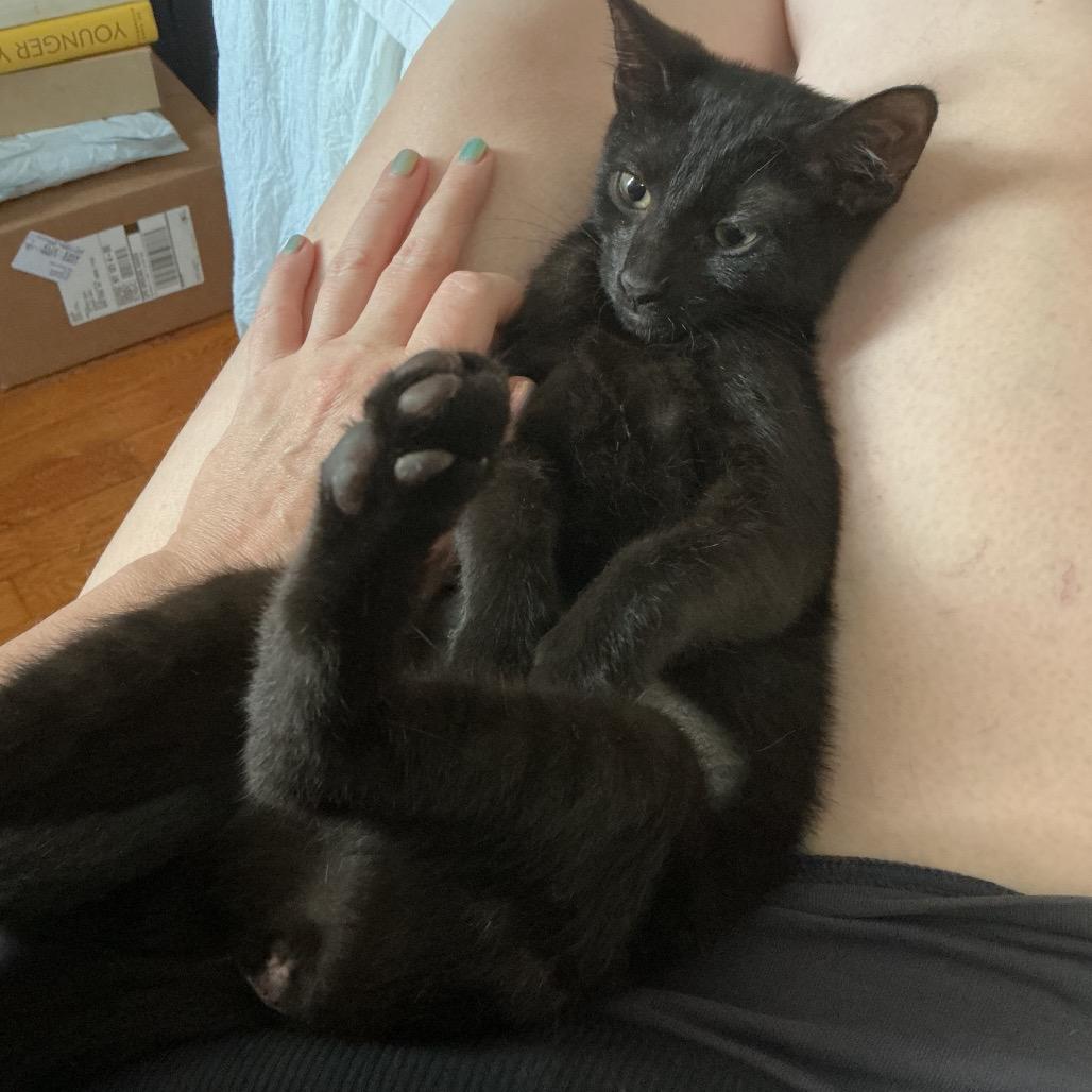 Enlarge Damita, a Adoptable Domestic Short Hair in Middle Village, NY image 6/6