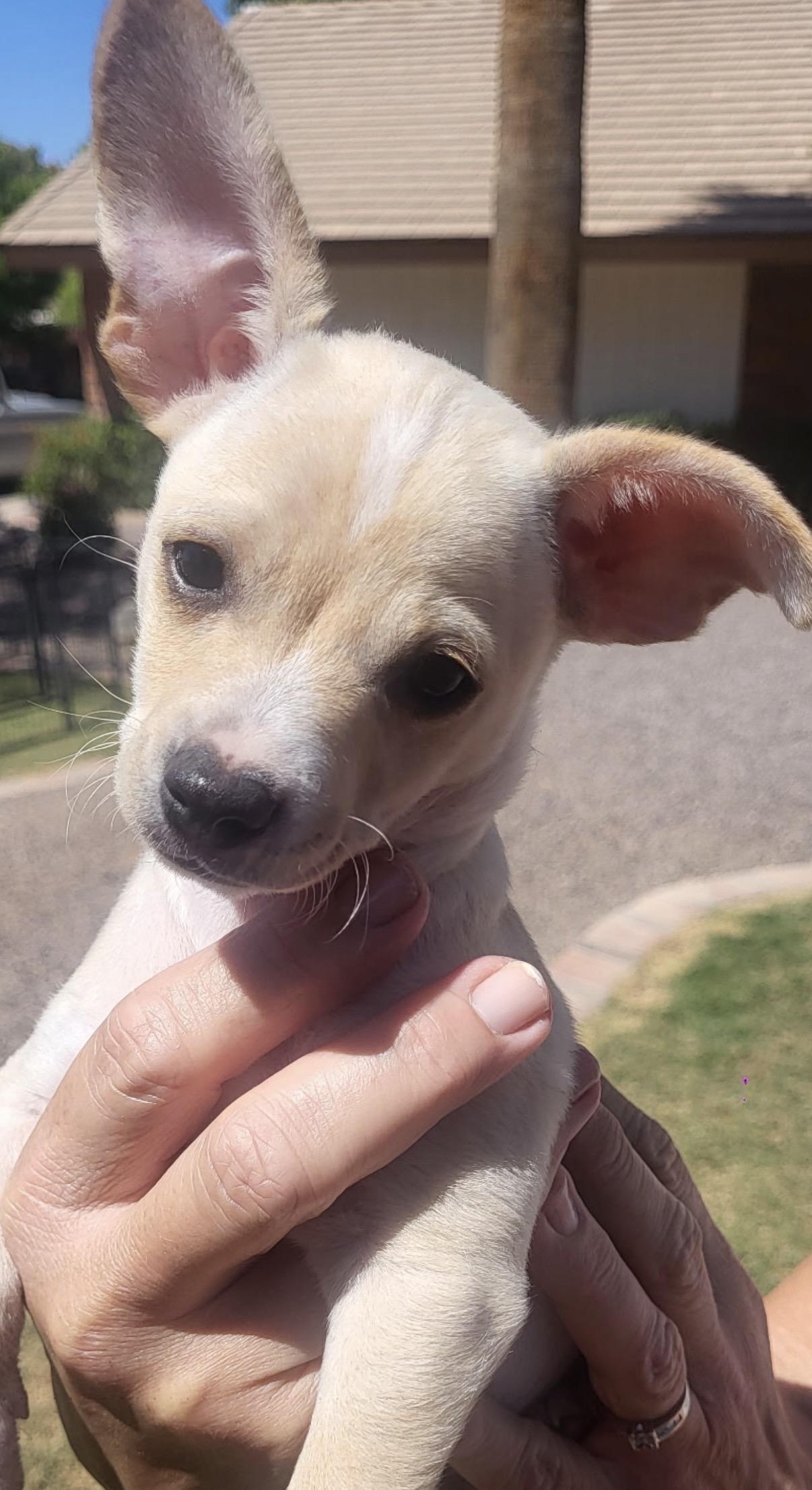 Enlarge Bentley , a ADOPTABLE mixed breed in Gilbert, AZ image 2/5