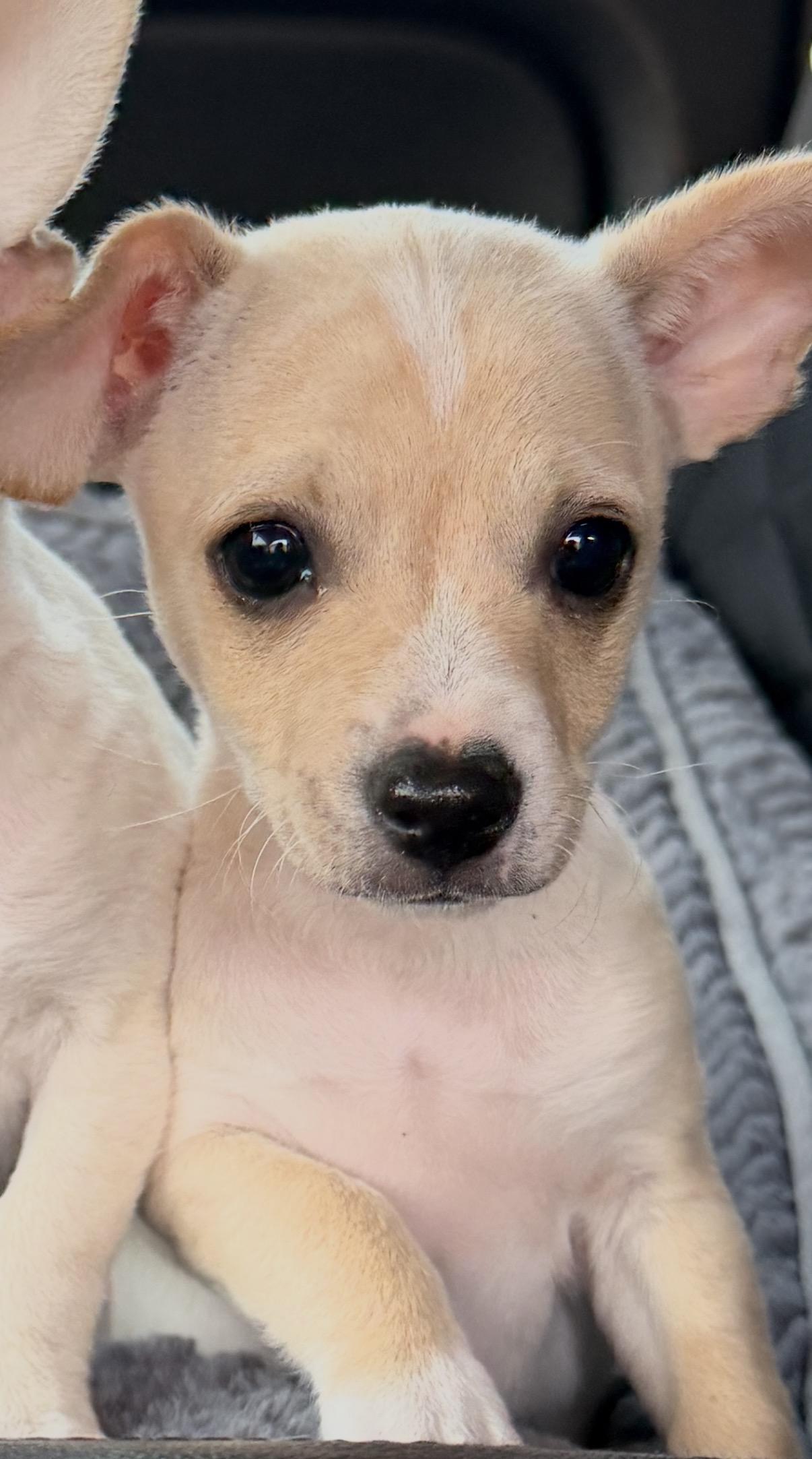 Enlarge Bentley , a ADOPTABLE mixed breed in Gilbert, AZ image 1/5