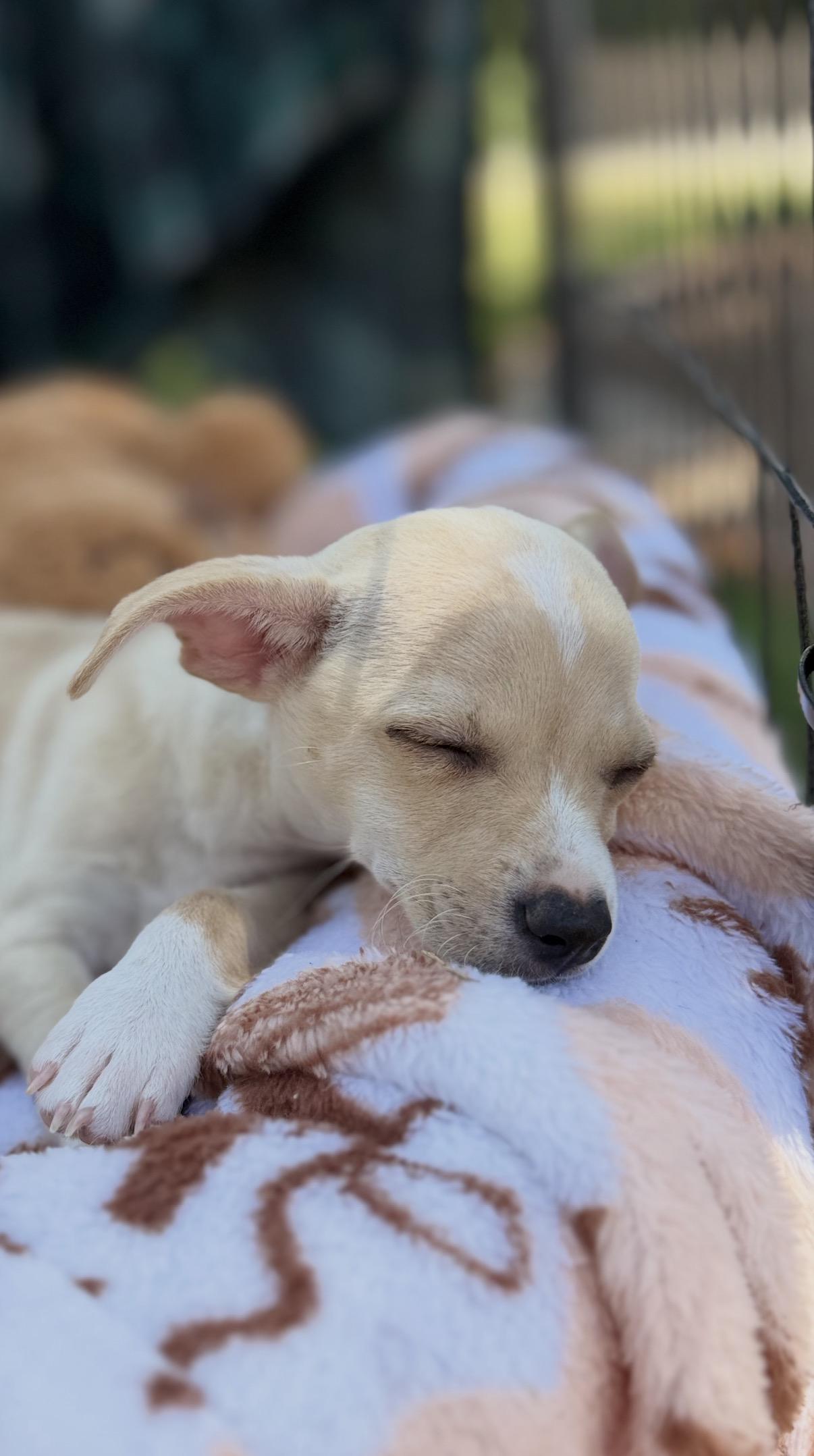 Enlarge Bentley , a ADOPTABLE mixed breed in Gilbert, AZ image 3/5