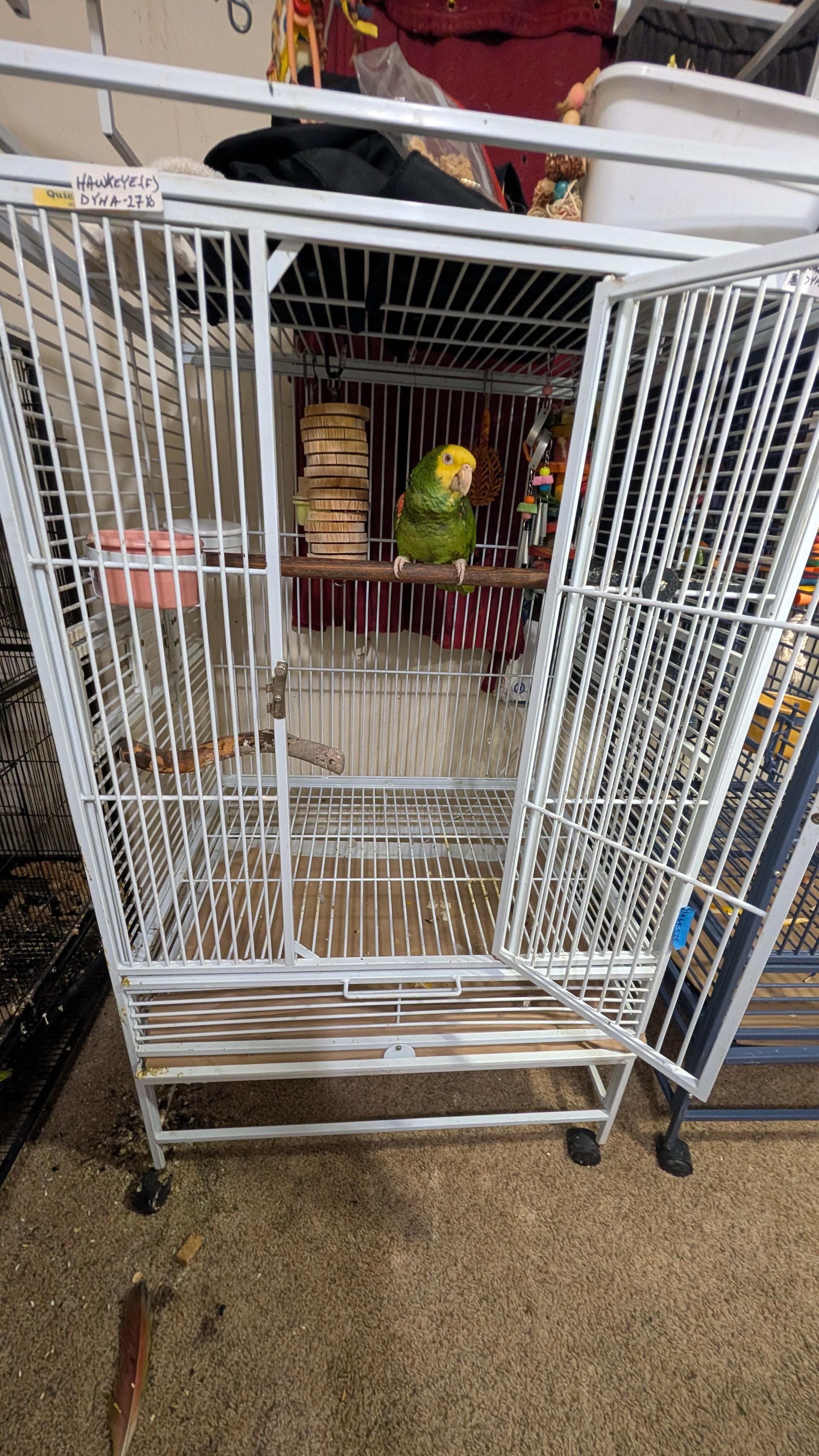 Ms. Hawkeye - 27 YO F DYHA For Men Only, an adopted Amazon in Vancouver, WA image 5/6
