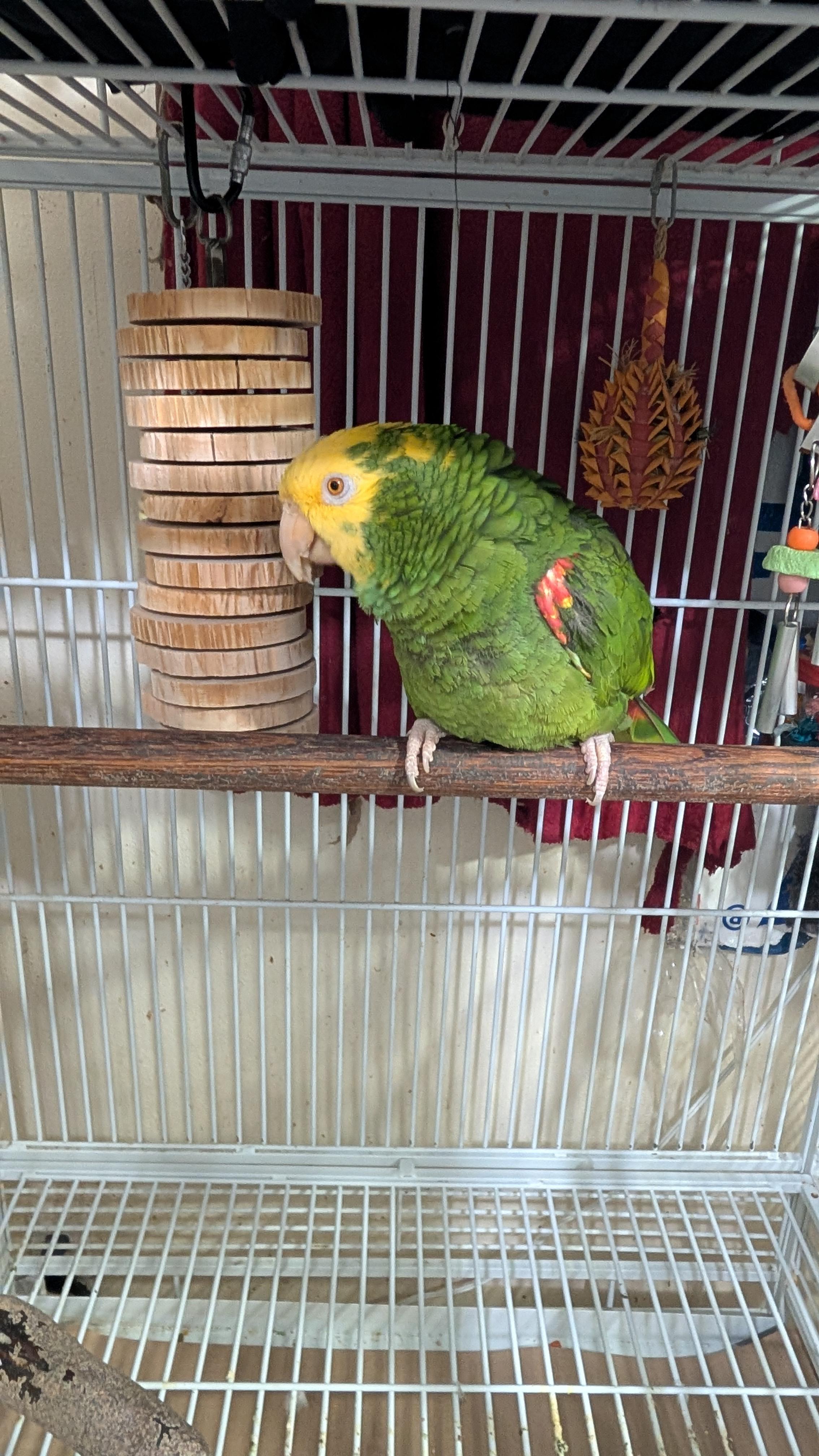 Ms. Hawkeye - 27 YO F DYHA For Men Only, an adopted Amazon in Vancouver, WA image 4/6