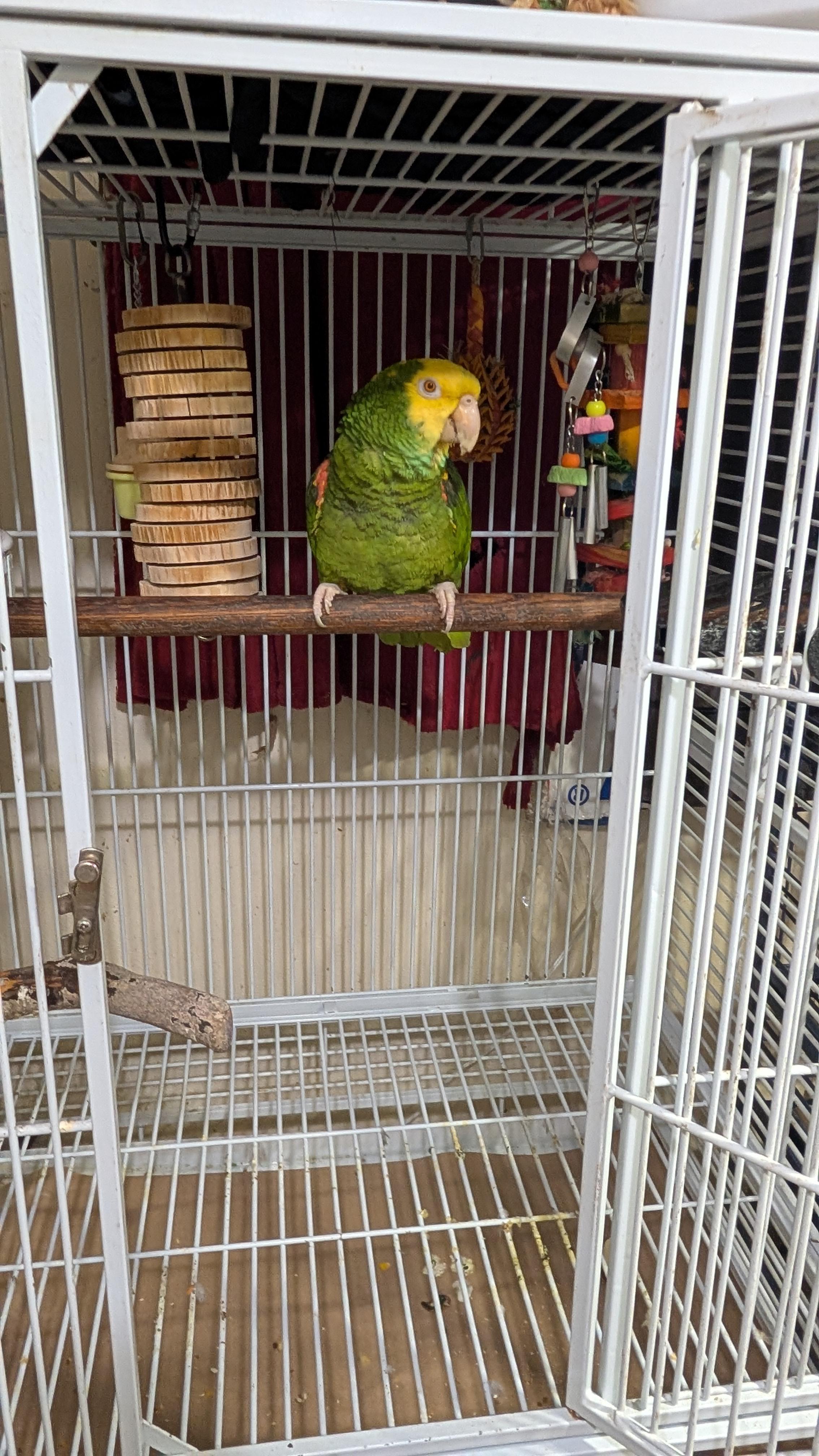 Ms. Hawkeye - 27 YO F DYHA For Men Only, an adopted Amazon in Vancouver, WA image 3/6