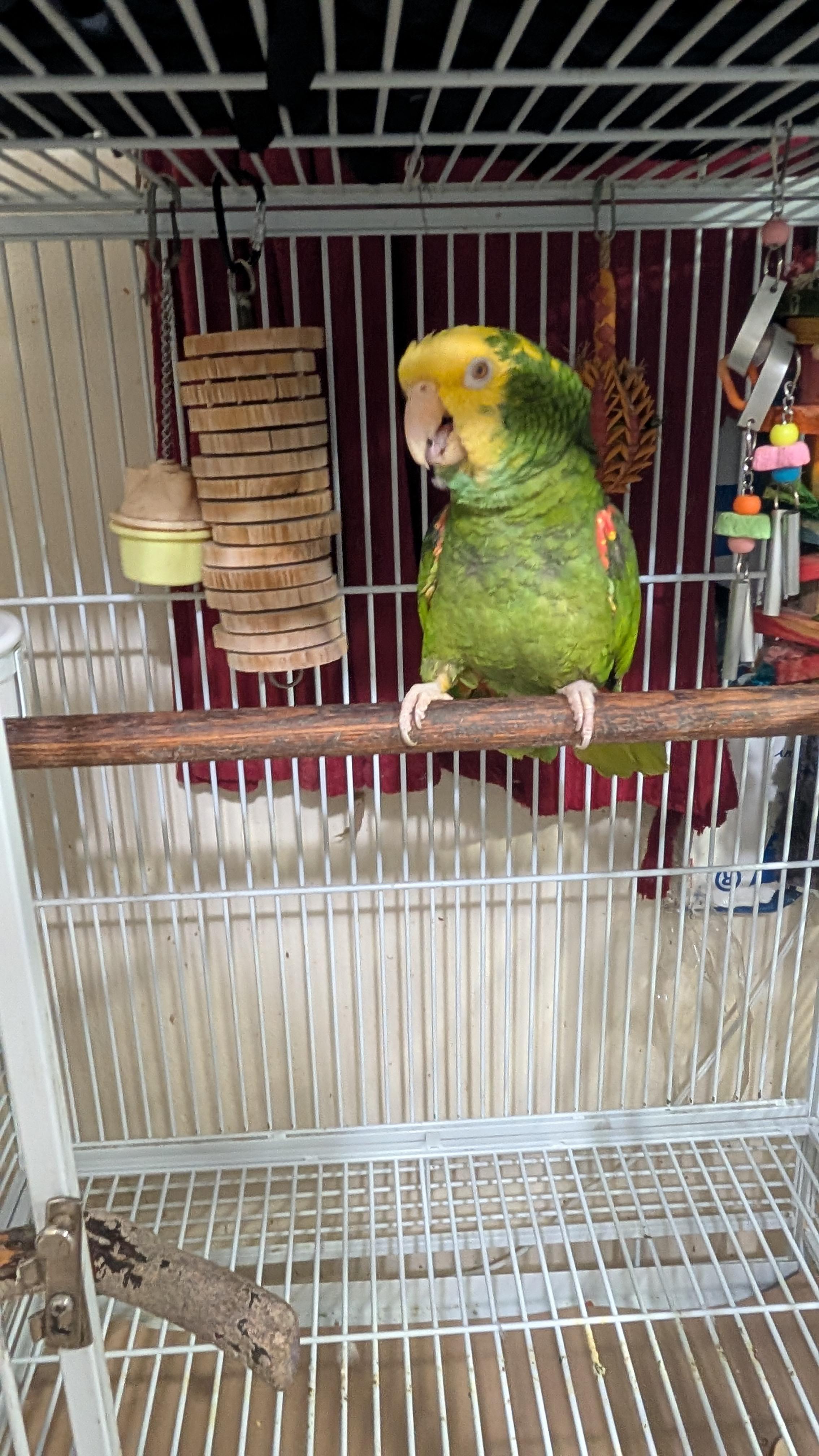 Ms. Hawkeye - 27 YO F DYHA For Men Only, adopted, Adult Female Amazon.