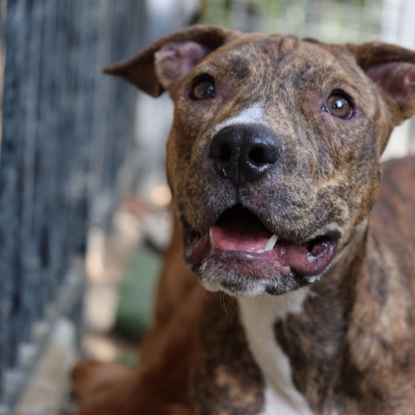 Enlarge Barney, a Adoptable mixed breed in Mansfield, TX image 3/5