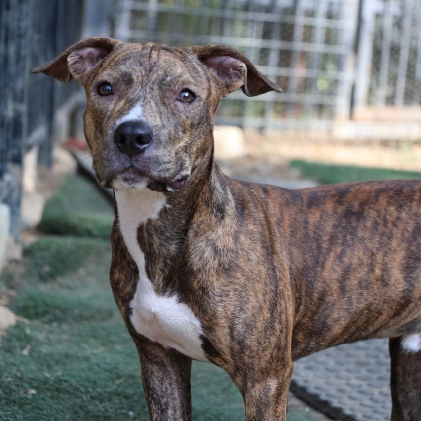 Barney, Adoptable, Young Male Pit Bull Terrier.