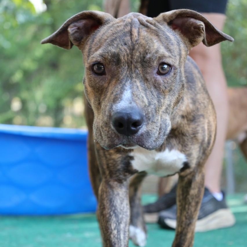 Enlarge Barney, a Adoptable mixed breed in Mansfield, TX image 5/5