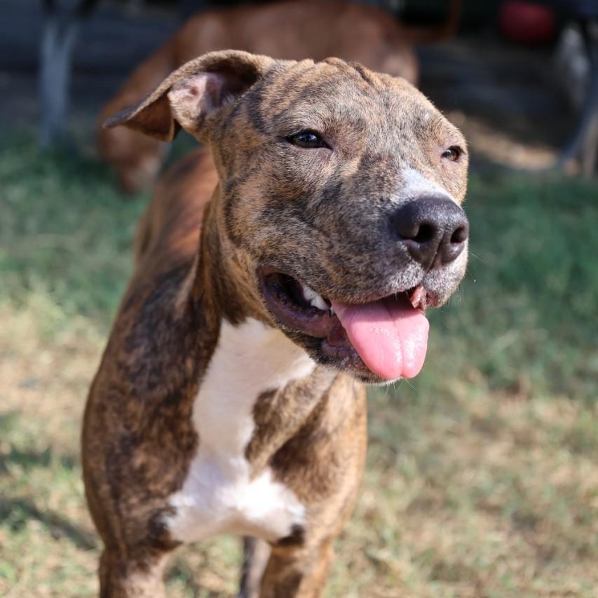 Enlarge Barney, a Adoptable mixed breed in Mansfield, TX image 2/5