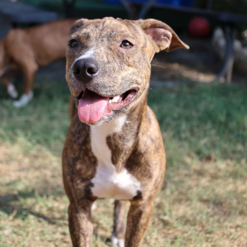 Enlarge Barney, a Adoptable mixed breed in Mansfield, TX image 4/5