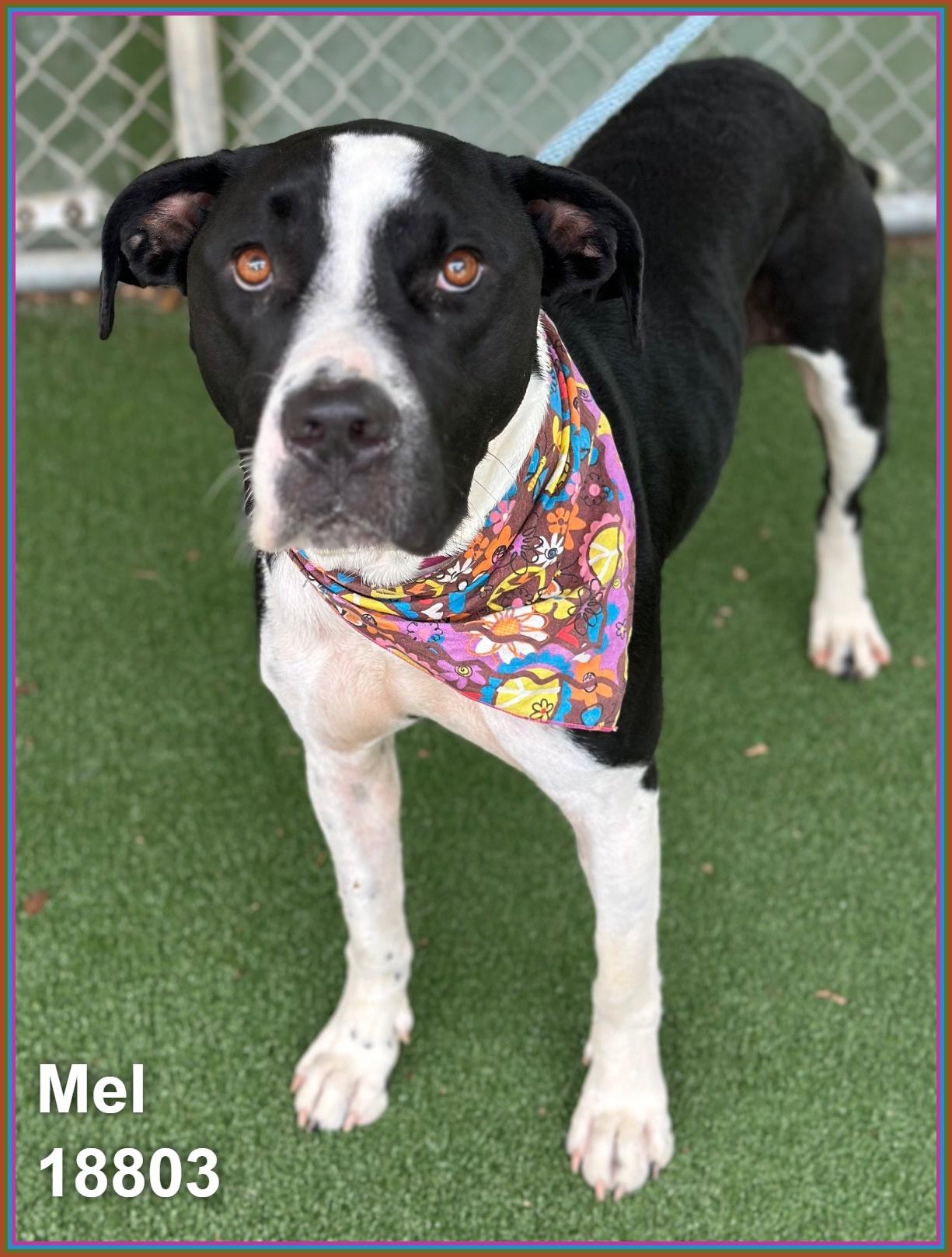 MEL, a ADOPTABLE mixed breed in Marietta, GA image 3/6