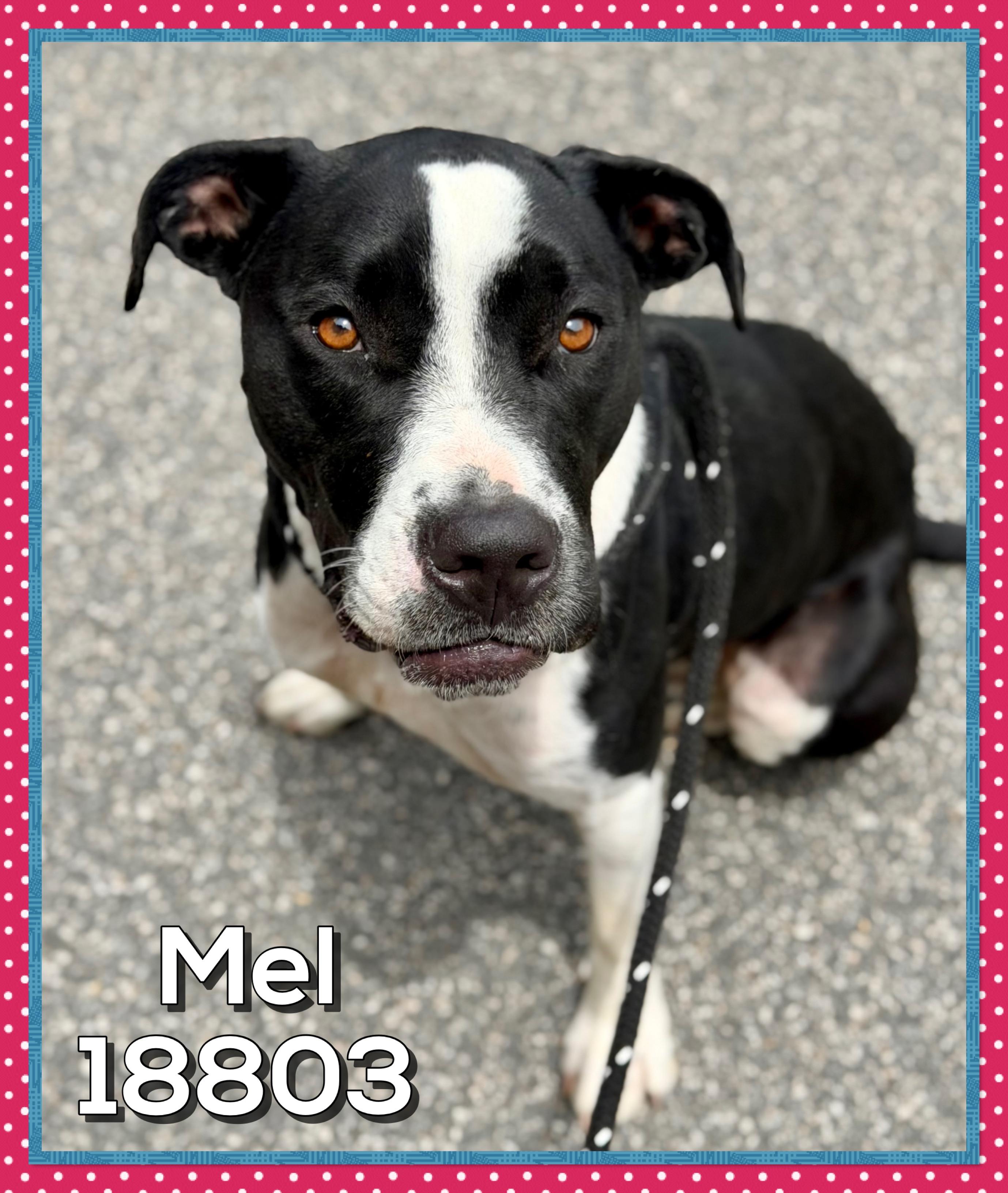 MEL, a ADOPTABLE mixed breed in Marietta, GA image 2/6