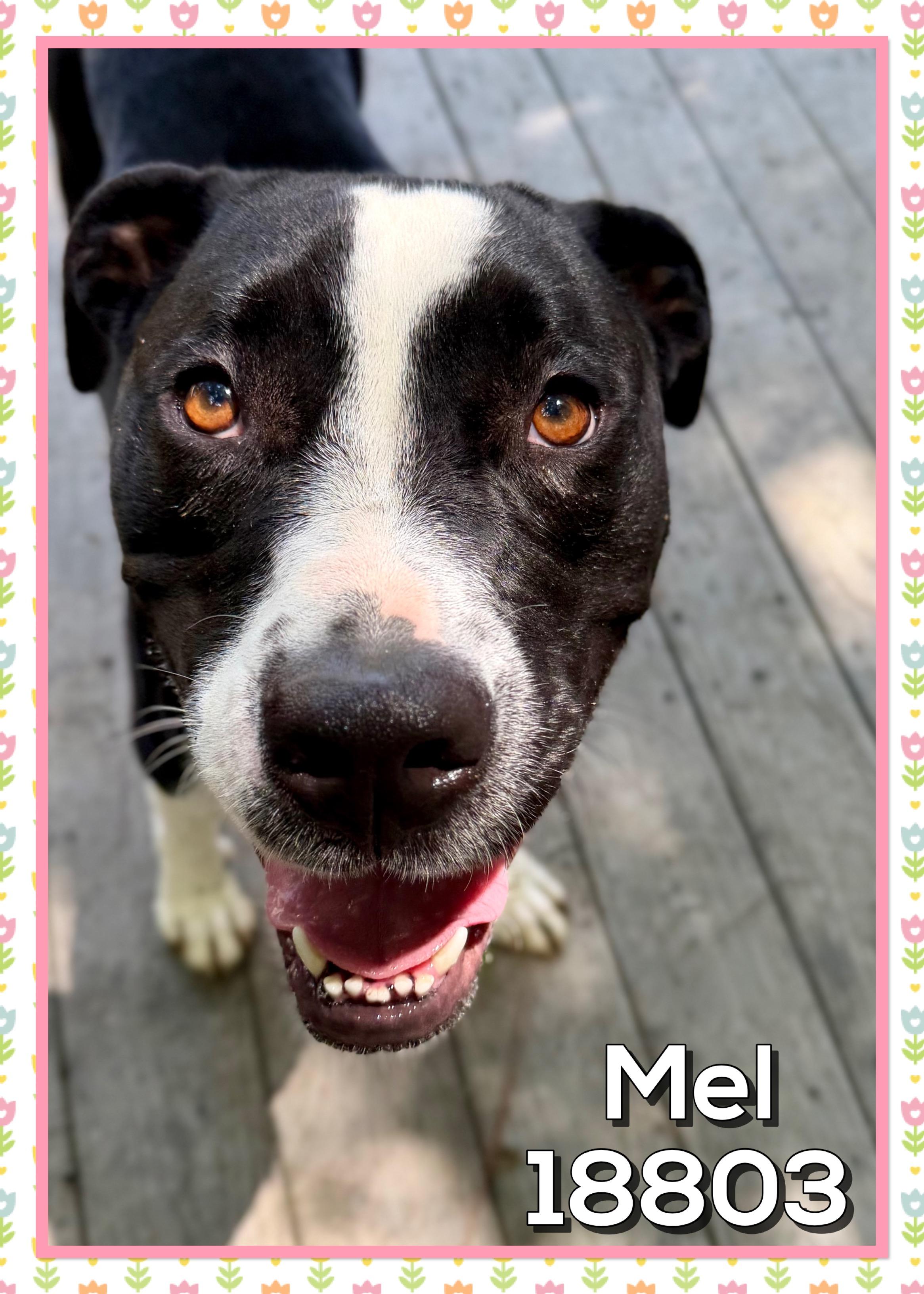MEL, a ADOPTABLE mixed breed in Marietta, GA image 5/6