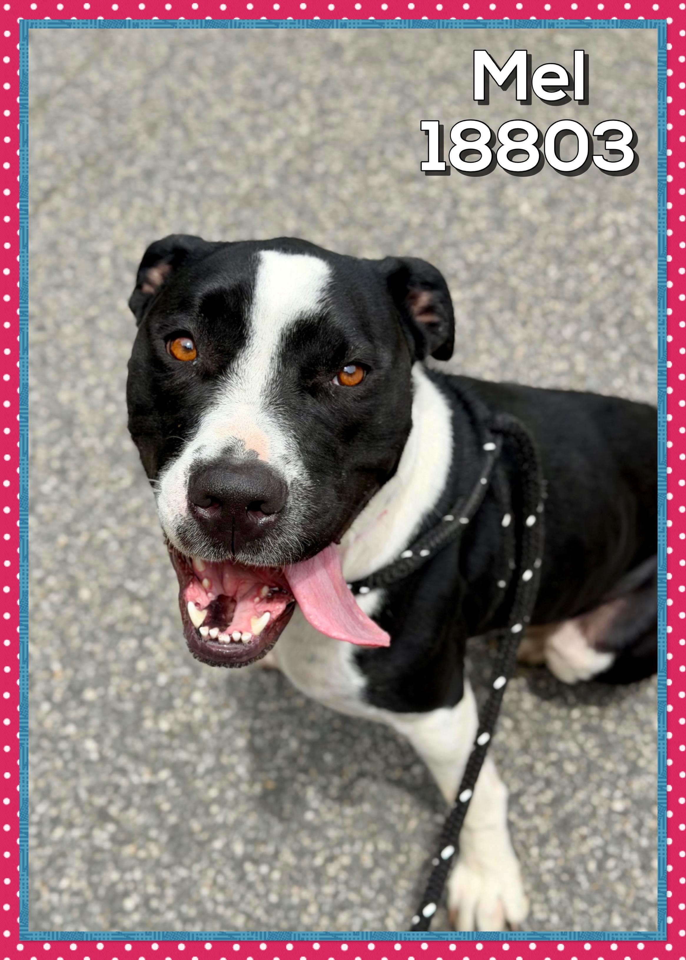 MEL, ADOPTABLE, Young Female Pit Bull Terrier & American Staffordshire Terrier.
