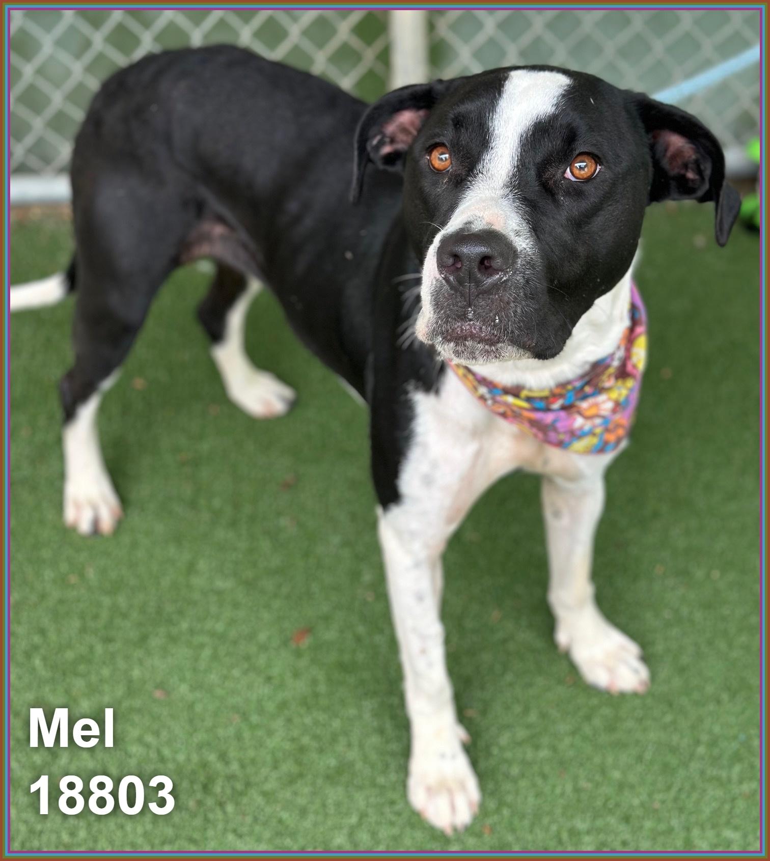 MEL, a ADOPTABLE mixed breed in Marietta, GA image 4/6