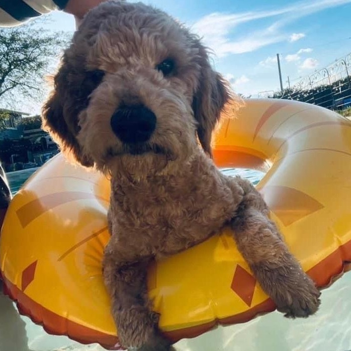 Enlarge Owen the sweetest and friendliest doodle, a ADOPTABLE mixed breed in Marlton, NJ image 6/6