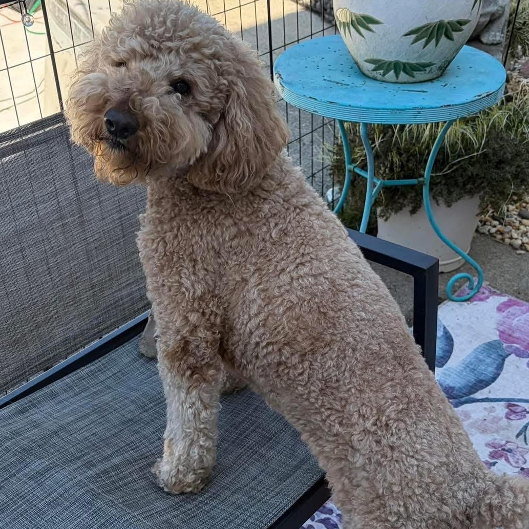 Owen the sweetest and friendliest doodle, a ADOPTABLE mixed breed in Marlton, NJ image 3/6