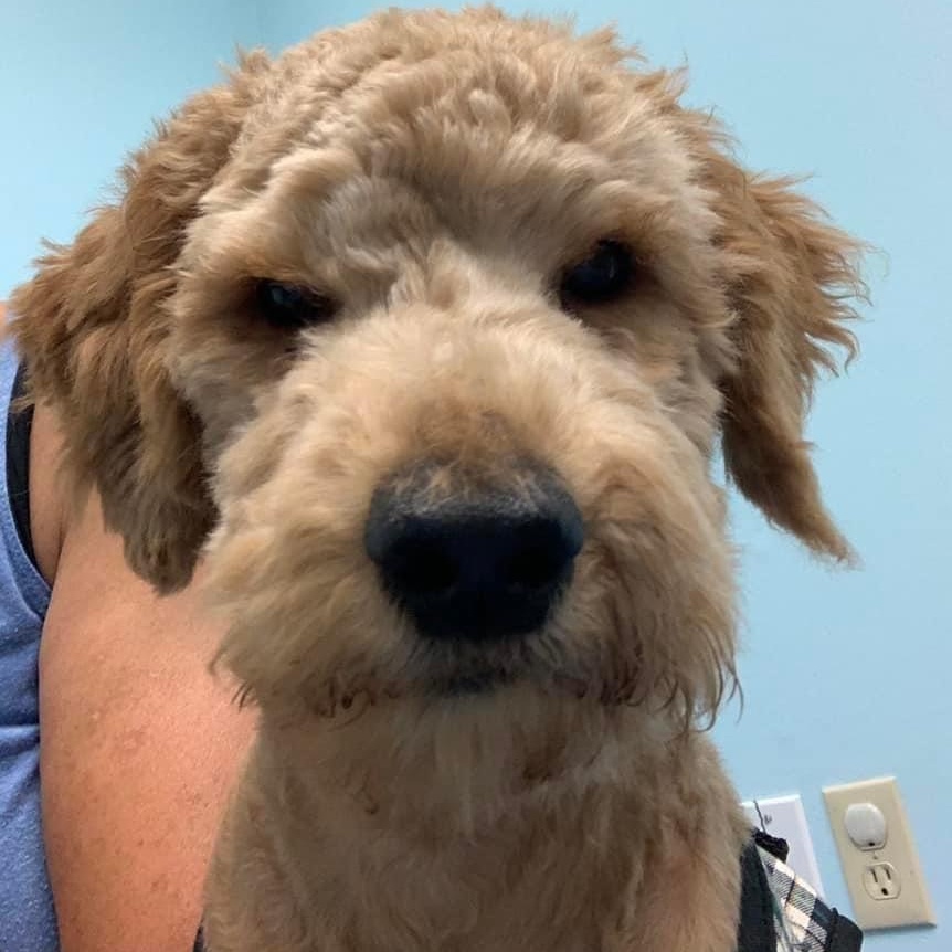 Enlarge Owen the sweetest and friendliest doodle, a ADOPTABLE mixed breed in Marlton, NJ image 3/6