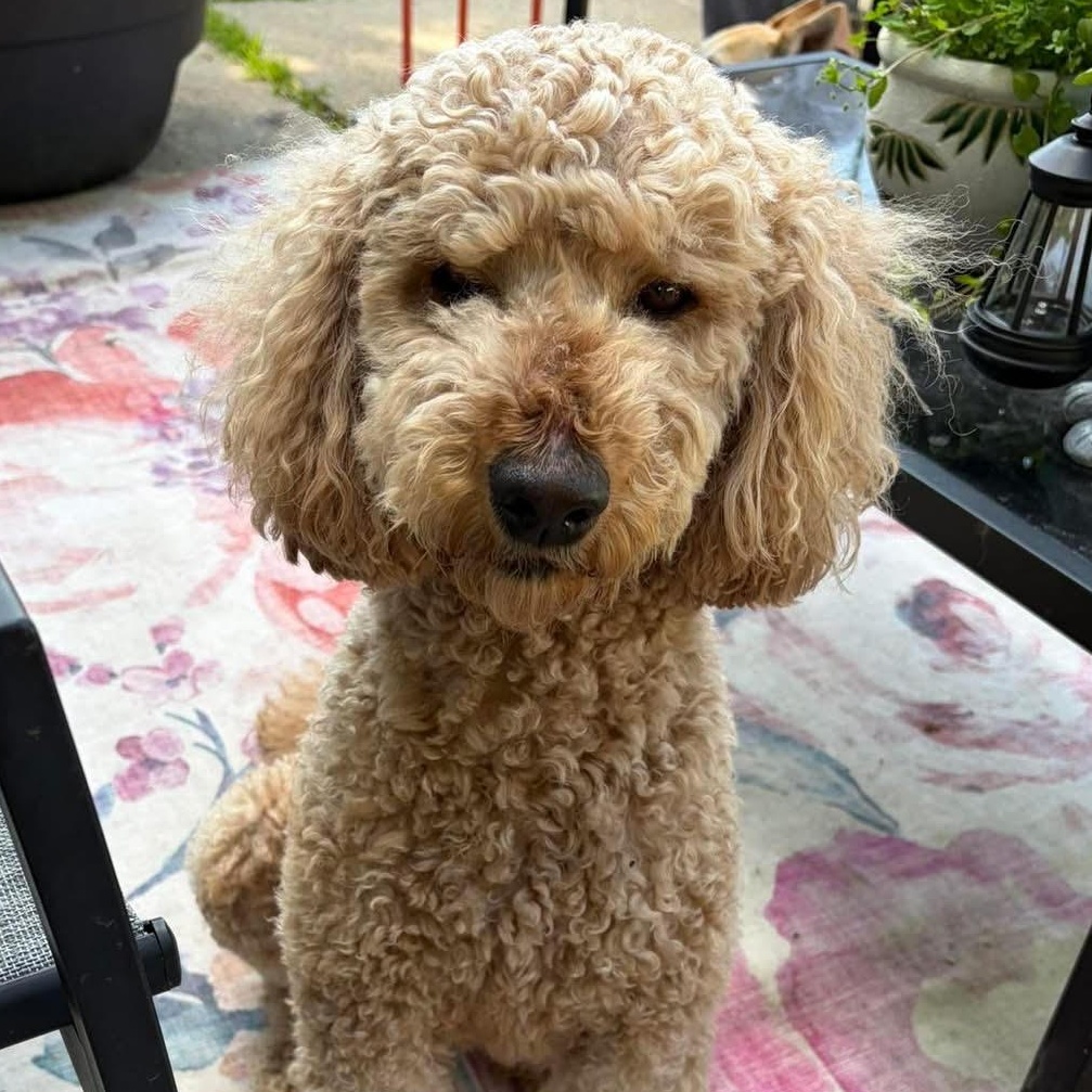 Owen the sweetest and friendliest doodle, a ADOPTABLE mixed breed in Marlton, NJ image 6/6