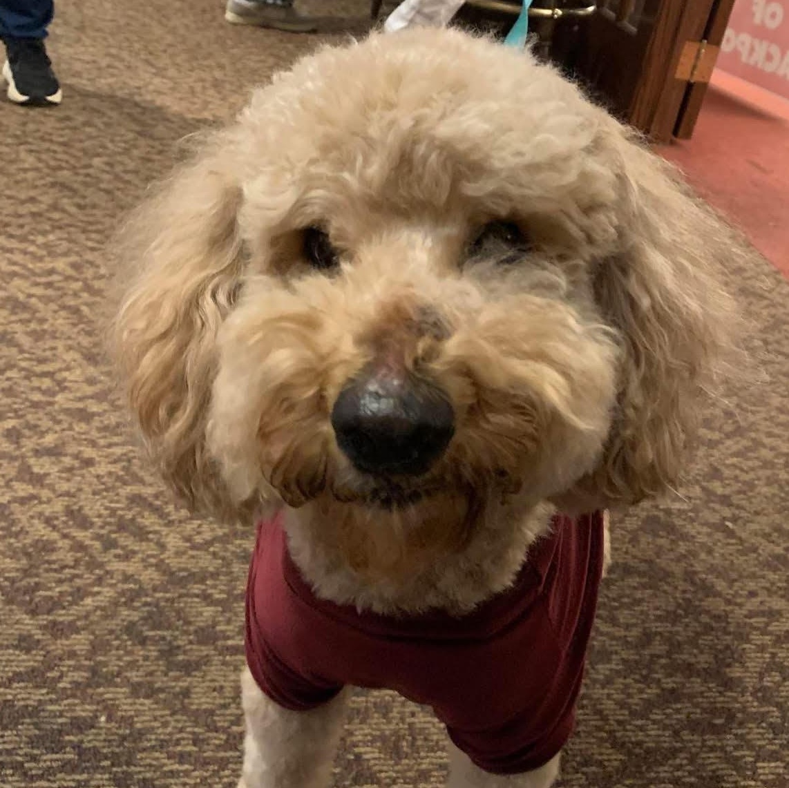Owen the sweetest and friendliest doodle, a ADOPTABLE mixed breed in Marlton, NJ image 5/6