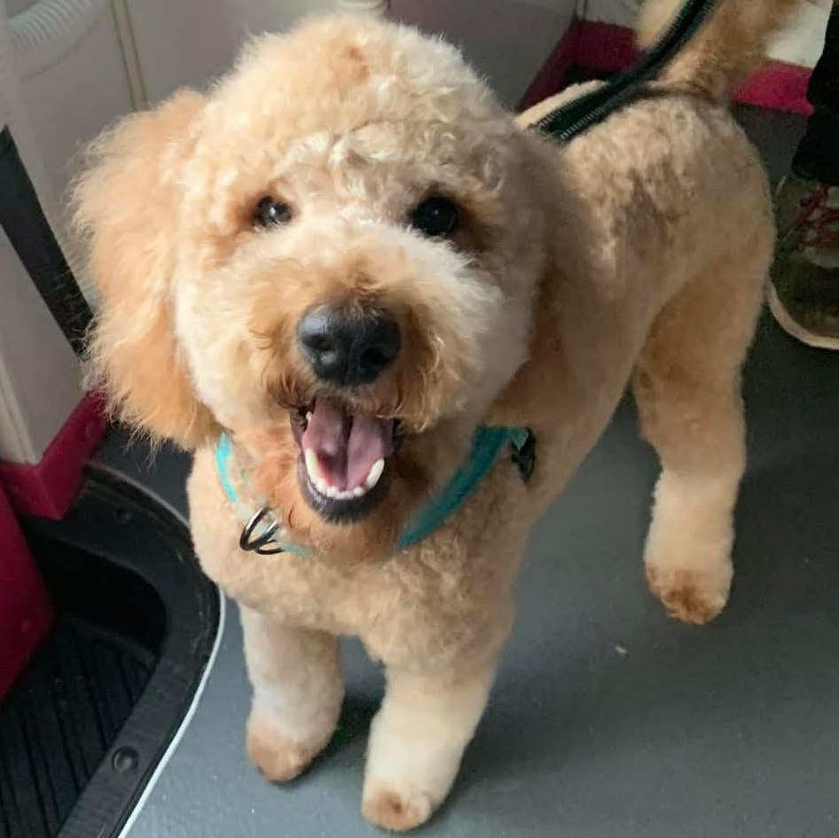 Owen the sweetest and friendliest doodle, a ADOPTABLE mixed breed in Marlton, NJ image 2/6
