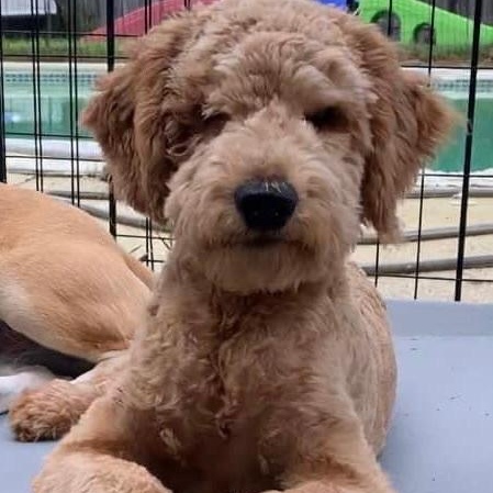Enlarge Owen the sweetest and friendliest doodle, a ADOPTABLE mixed breed in Marlton, NJ image 5/6