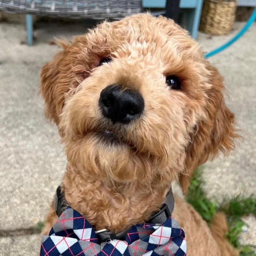 Enlarge Owen the sweetest and friendliest doodle, a ADOPTABLE mixed breed in Marlton, NJ image 4/6