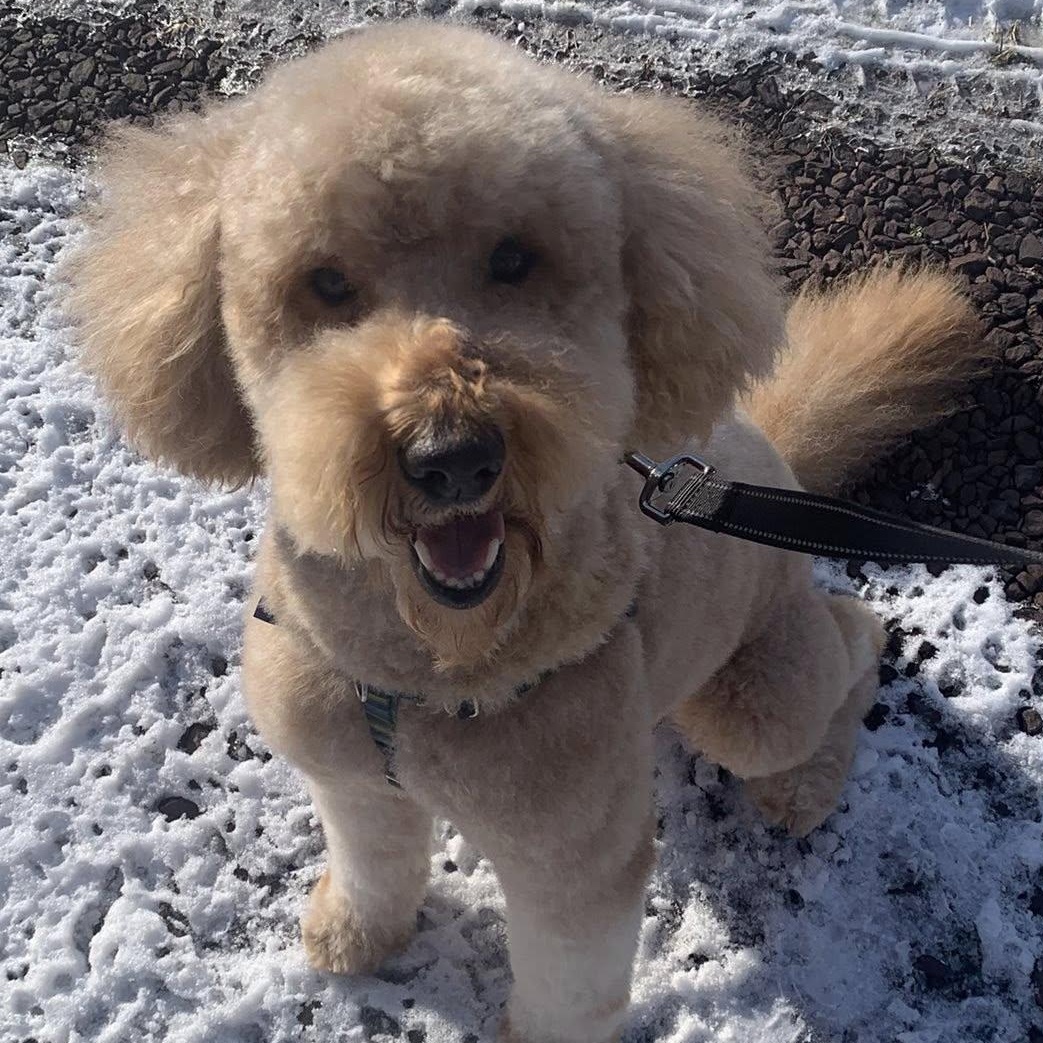 Enlarge Owen the sweetest and friendliest doodle, a ADOPTABLE mixed breed in Marlton, NJ image 2/6