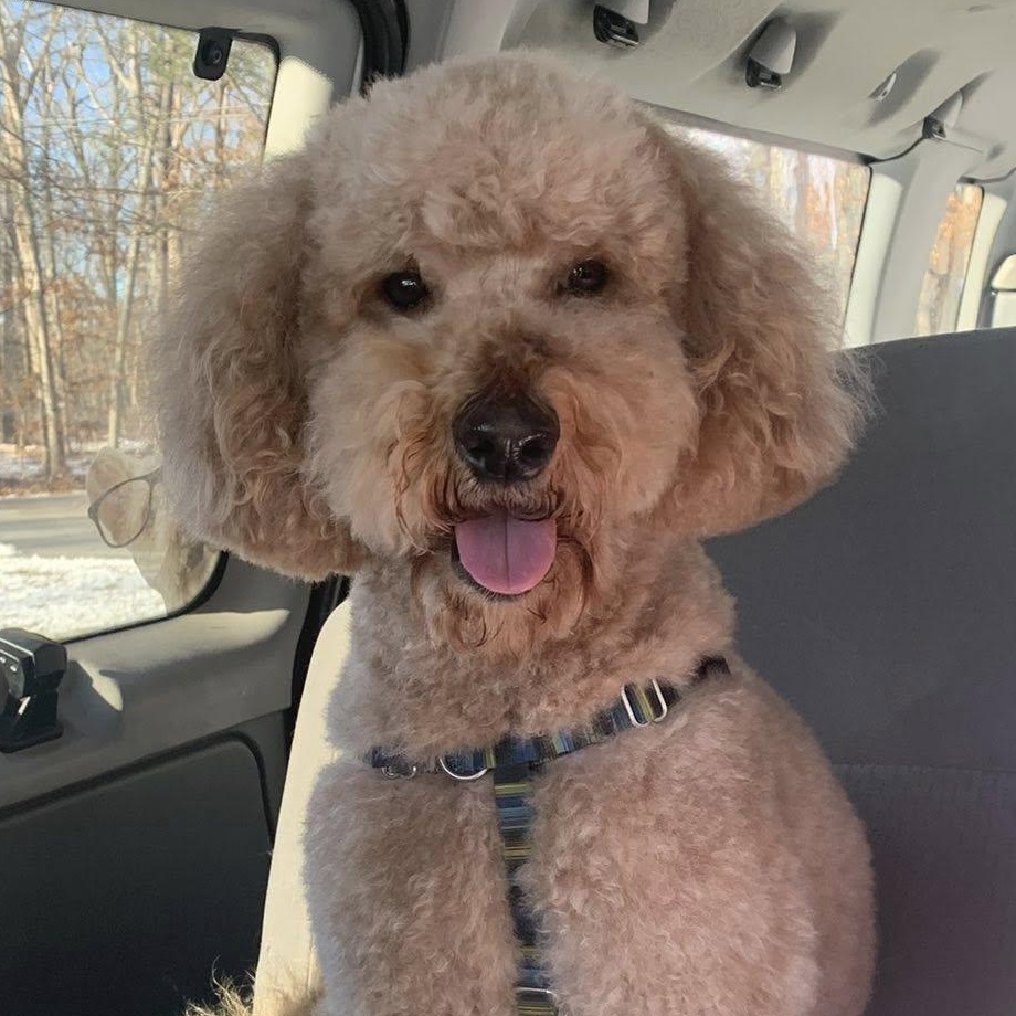 Enlarge Owen the sweetest and friendliest doodle, a ADOPTABLE mixed breed in Marlton, NJ image 1/6