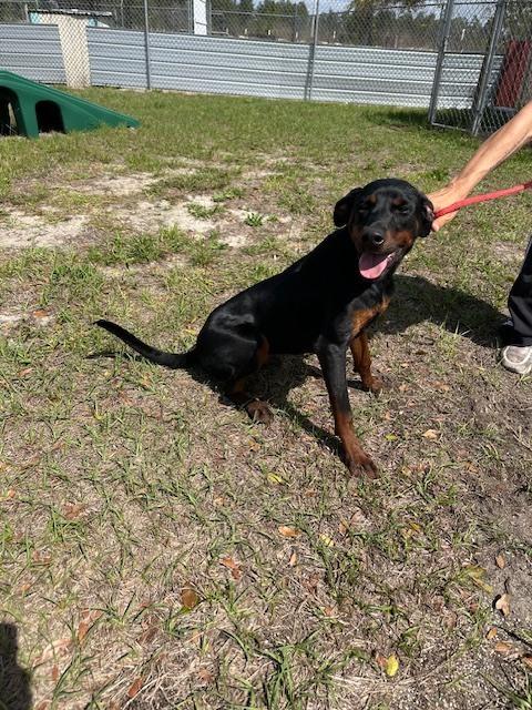 Enlarge Henry, a Adoptable mixed breed in Crescent City, FL image 1/6