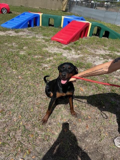 Enlarge Henry, a Adoptable mixed breed in Crescent City, FL image 2/6