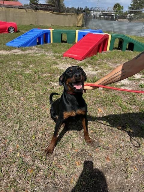 Enlarge Henry, a Adoptable mixed breed in Crescent City, FL image 3/6