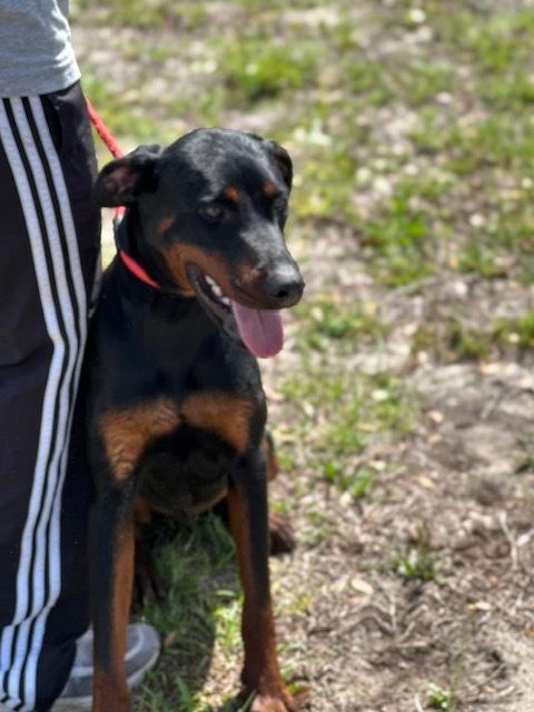 Enlarge Henry, a Adoptable mixed breed in Crescent City, FL image 4/6