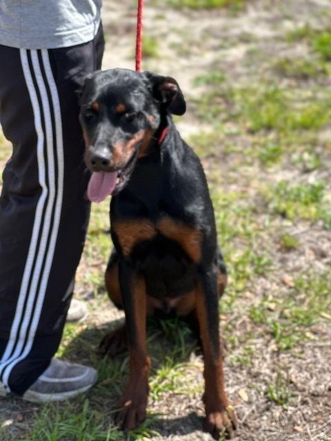 Enlarge Henry, a Adoptable mixed breed in Crescent City, FL image 5/6