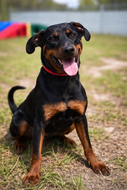 Enlarge Henry, a Adoptable mixed breed in Crescent City, FL image 6/6