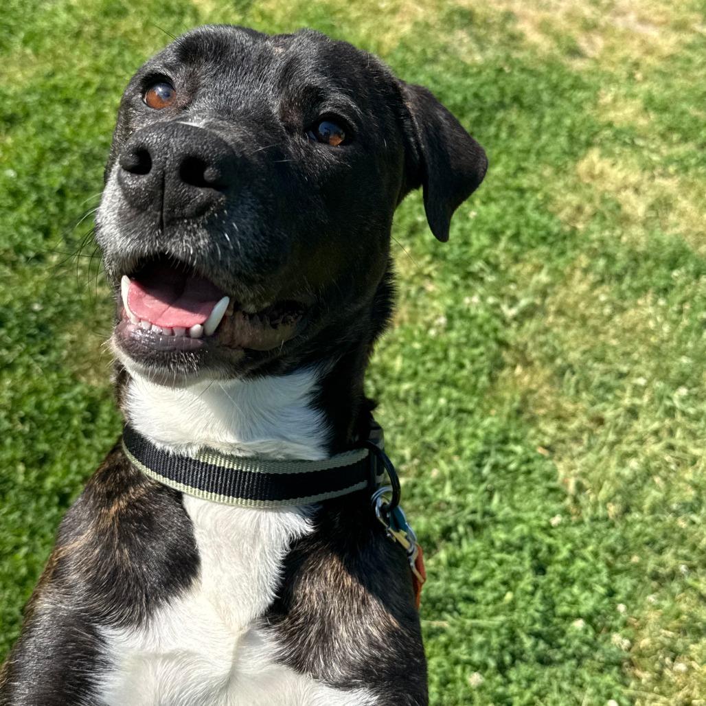 Odin, a Adoptable Mixed Breed in Owosso, MI image 1/6