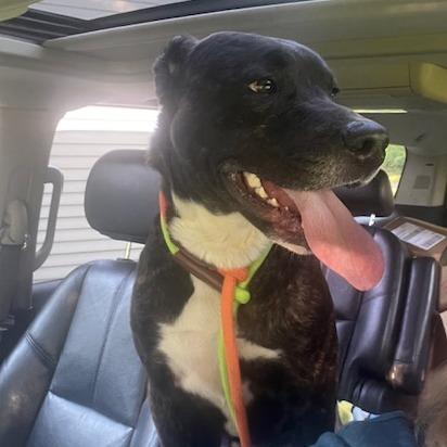Odin, a Adoptable Mixed Breed in Owosso, MI image 2/6