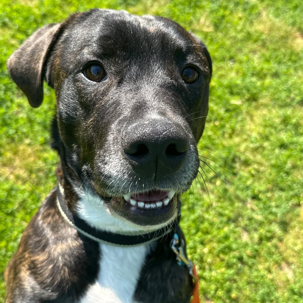 Odin, a Adoptable Mixed Breed in Owosso, MI image 3/6
