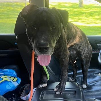 Odin, a Adoptable Mixed Breed in Owosso, MI image 4/6