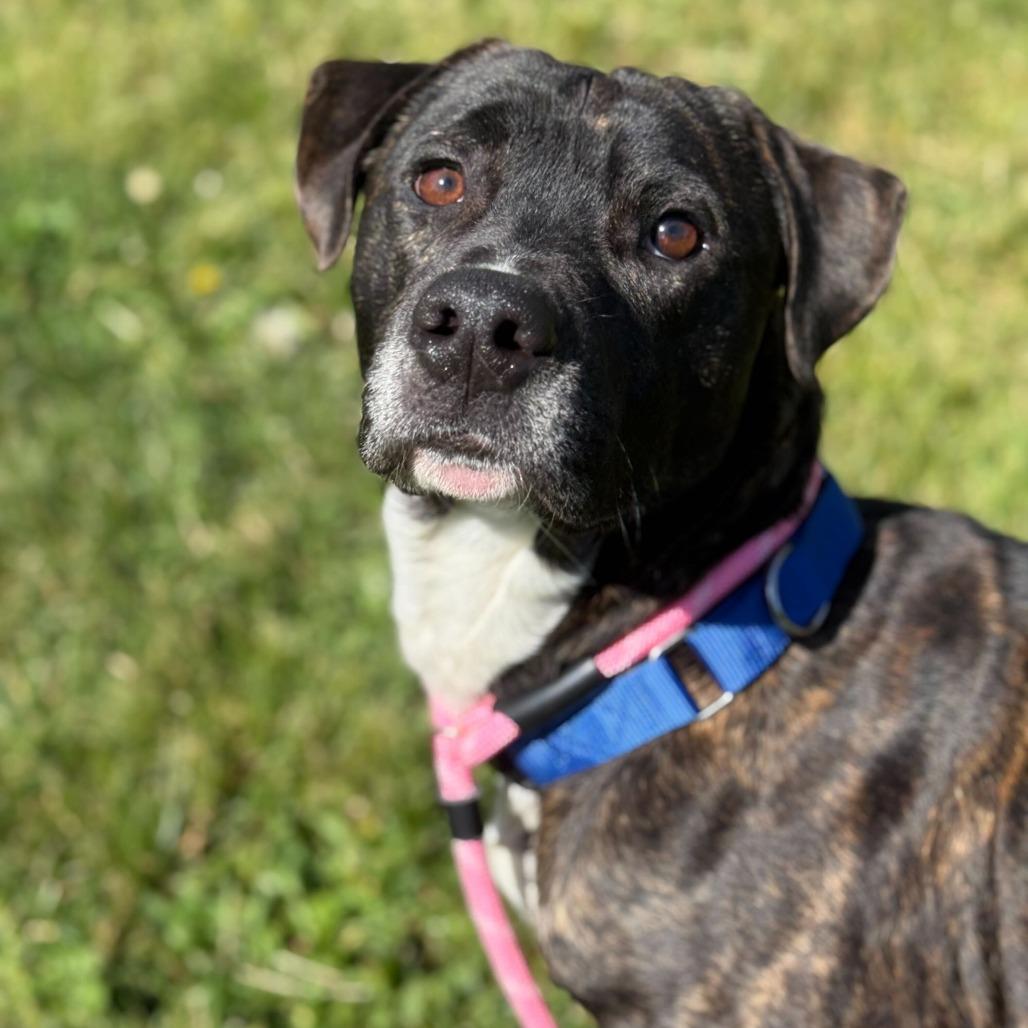 Odin, a Adoptable Mixed Breed in Owosso, MI image 5/6