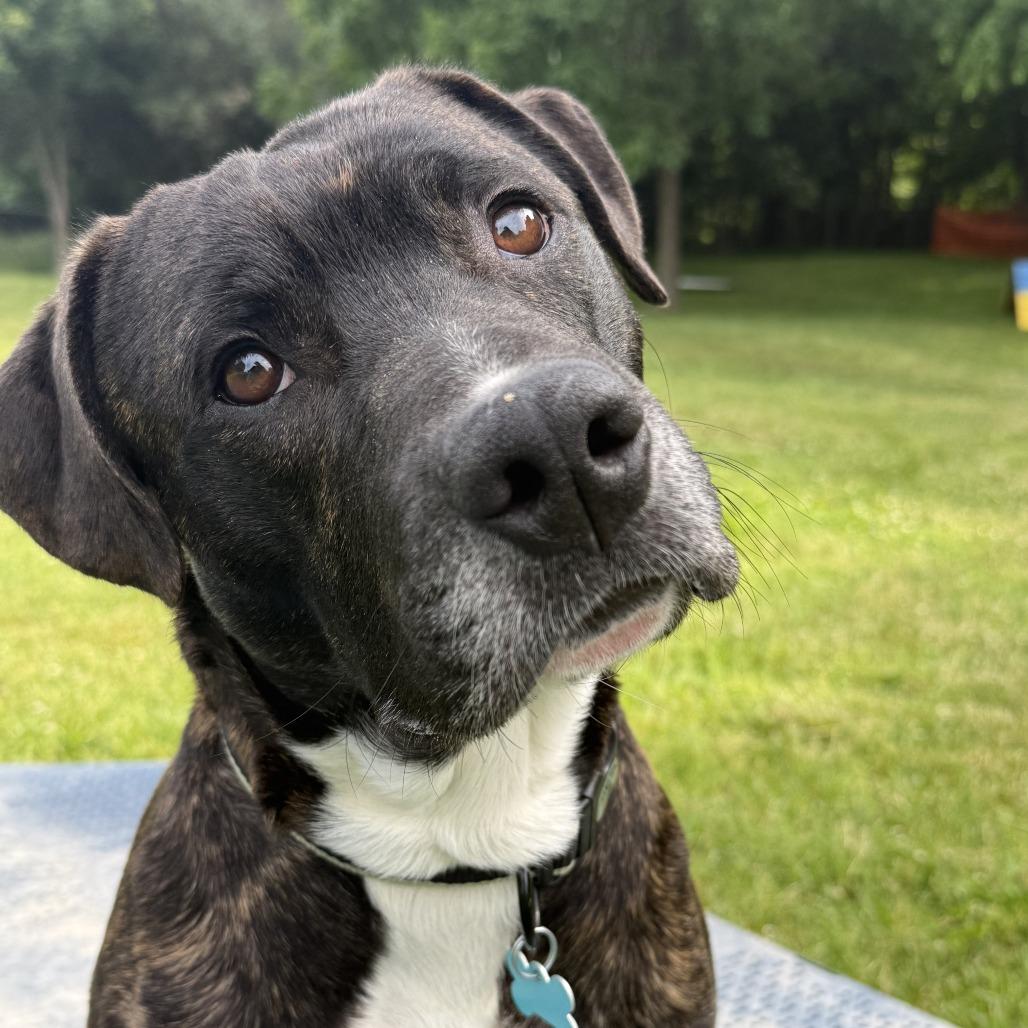 Odin, a Adoptable Mixed Breed in Owosso, MI image 6/6