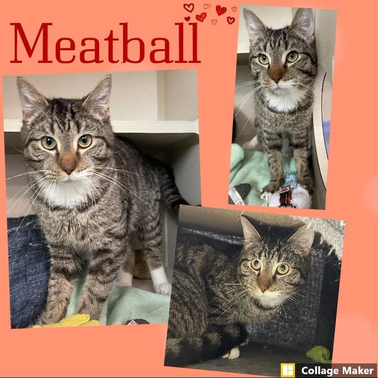 Meatball, ADOPTABLE, Adult Male Domestic Short Hair.