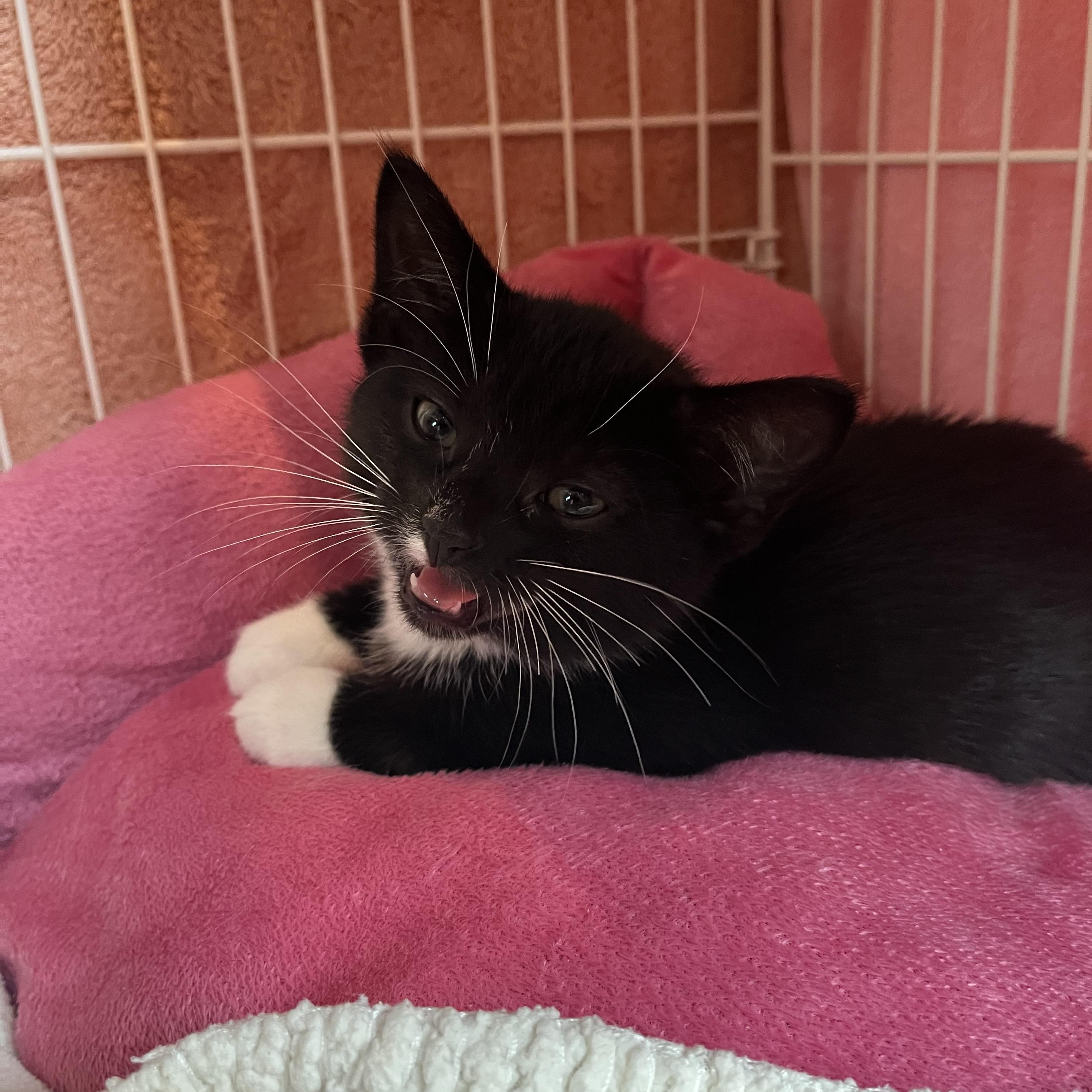 Enlarge Ooky Spooky, an adopted Domestic Short Hair in Salisbury, MA image 4/4