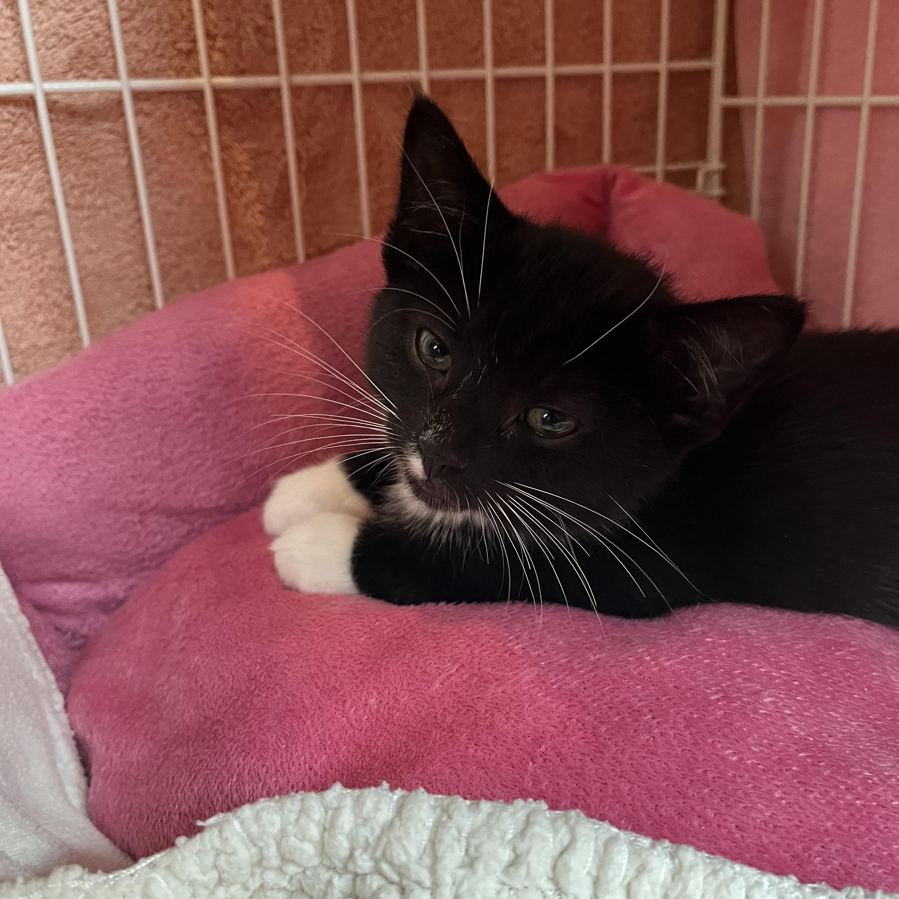 Enlarge Ooky Spooky, an adopted Domestic Short Hair in Salisbury, MA image 3/4