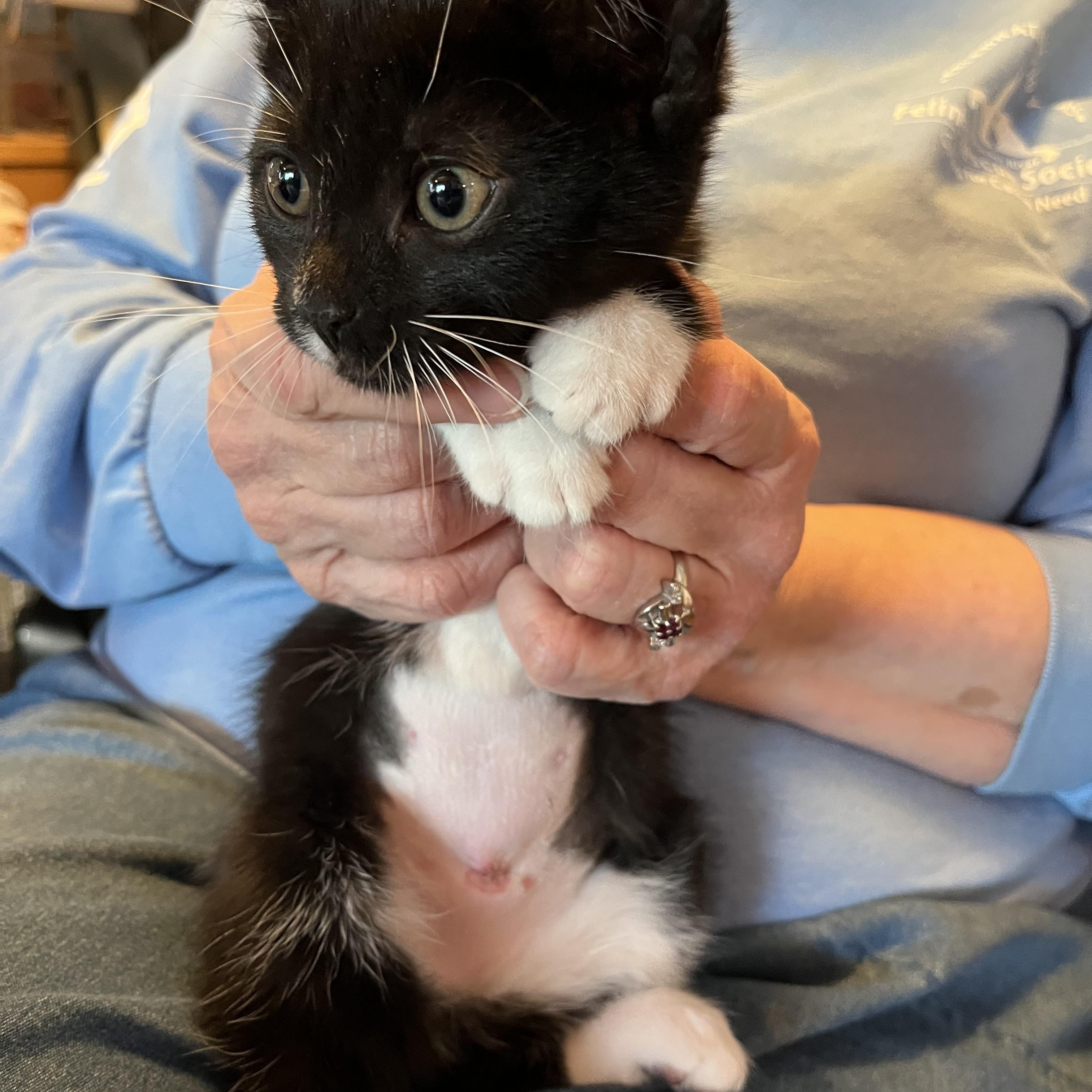 Enlarge Ooky Spooky, an adopted Domestic Short Hair in Salisbury, MA image 2/4