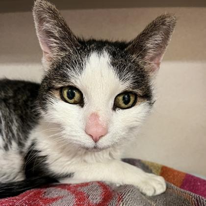 Enlarge Cleopatra, a Adoptable mixed breed in New Hope, PA image 1/3