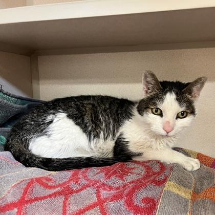 Enlarge Cleopatra, a Adoptable mixed breed in New Hope, PA image 2/3